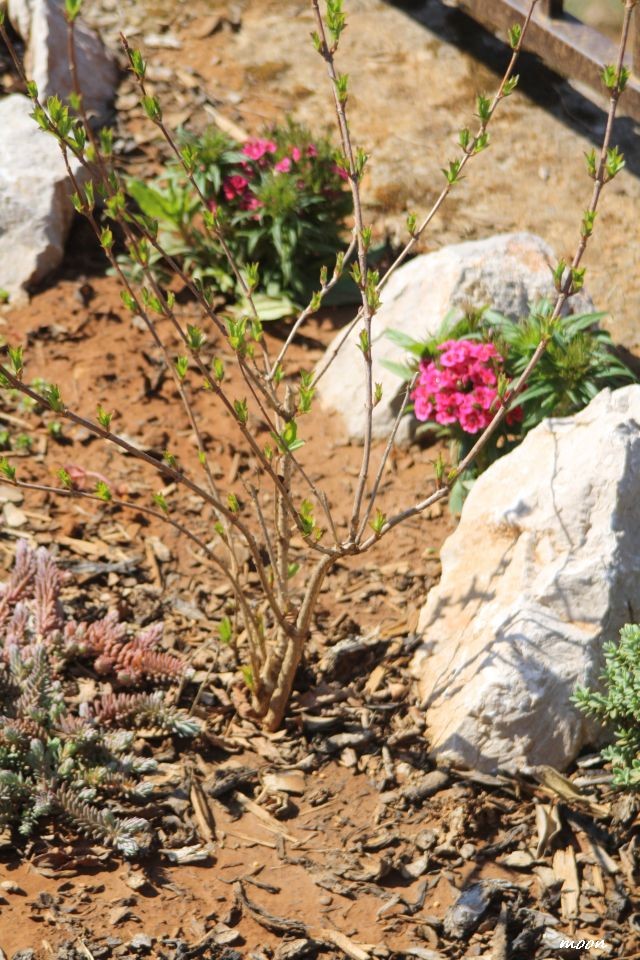 Weigela Rosea